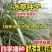 冰草种子多年生牧草种籽野麦子穗冰草猪牛羊牧草种子多年生草种籽