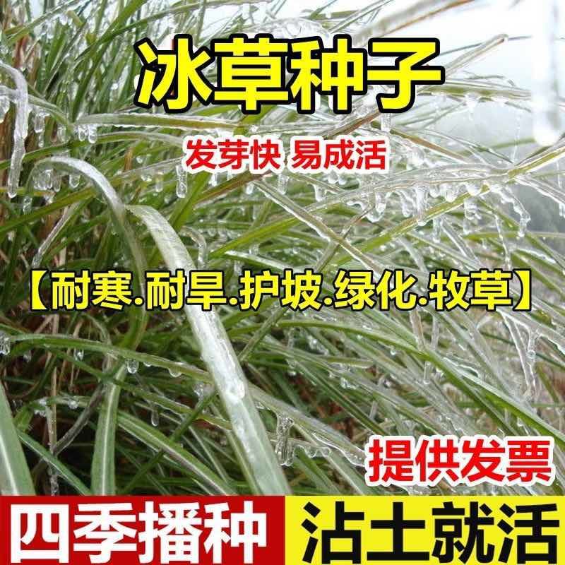 冰草种子多年生牧草种籽野麦子穗冰草猪牛羊牧草种子多年生草种籽
