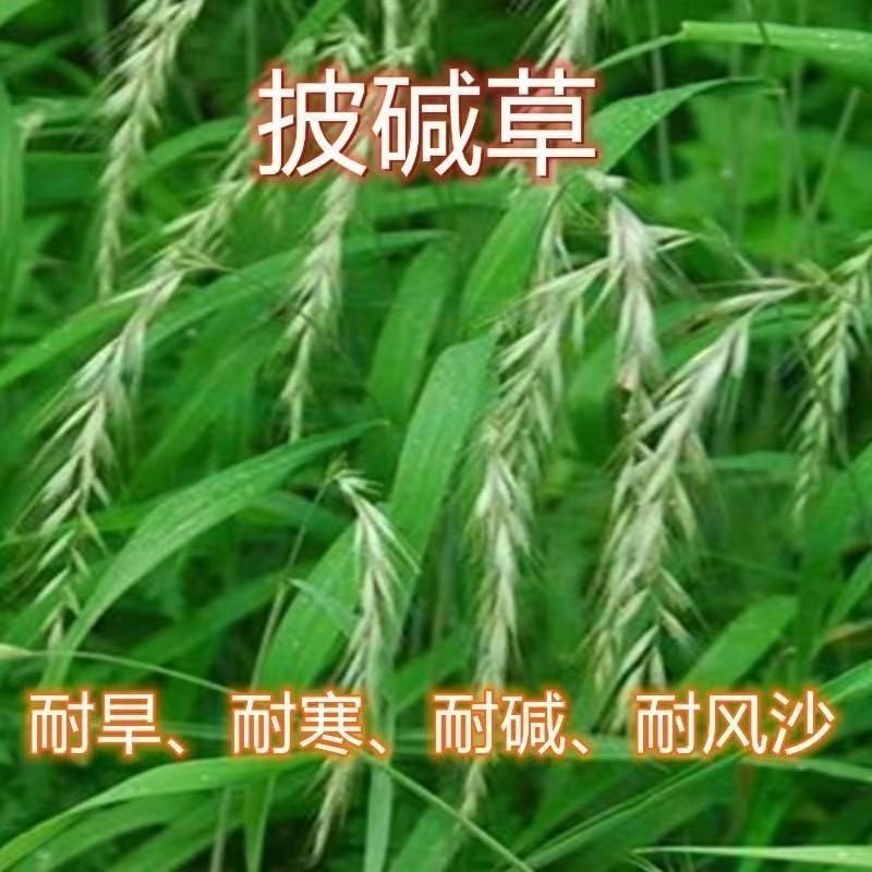 披碱草种子耐寒耐旱耐盐碱草种子多年生护坡固土四季抗风沙牧草籽