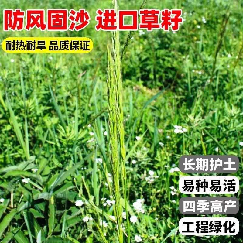 披碱草种子耐寒耐旱耐盐碱草种子多年生护坡固土四季抗风沙牧草籽
