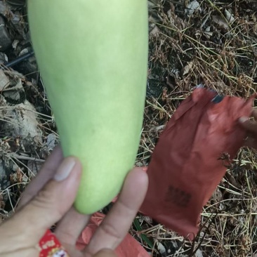 黄袋金煌芒果