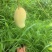 黄袋金煌芒果