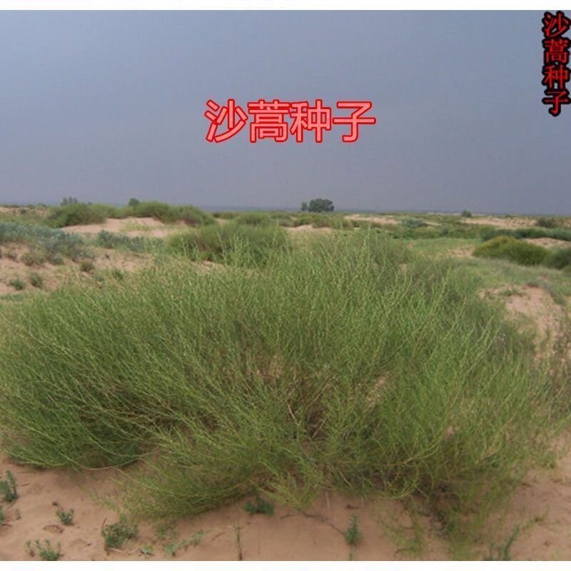 沙蒿种子别名:漠蒿种子、薄蒿、草蒿、荒地蒿、荒漠蒿种子