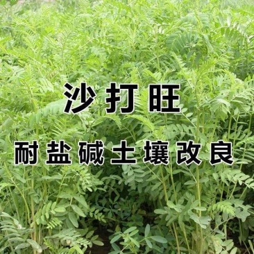 沙打旺种子多年生牧草四季果园绿肥防沙固土护坡耐寒耐旱盐碱草籽