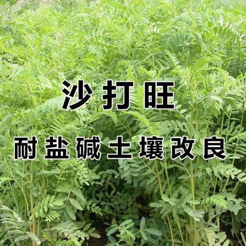 沙打旺种子多年生牧草四季果园绿肥防沙固土护坡耐寒耐旱盐碱草籽