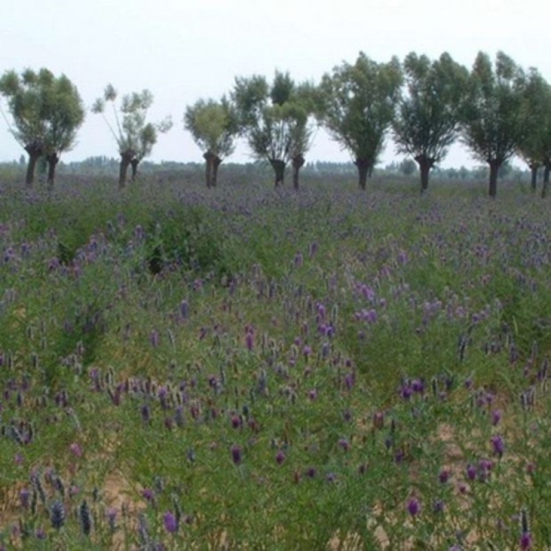 沙打旺种子多年生牧草四季果园绿肥防沙固土护坡耐寒耐旱盐碱草籽