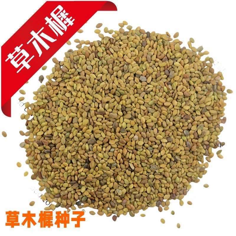 草木樨种子进口黄花犀籽绿肥牧草坪蜜源植物耐热寒营养高
