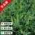 草木樨种子进口黄花犀籽绿肥牧草坪蜜源植物耐热寒营养高
