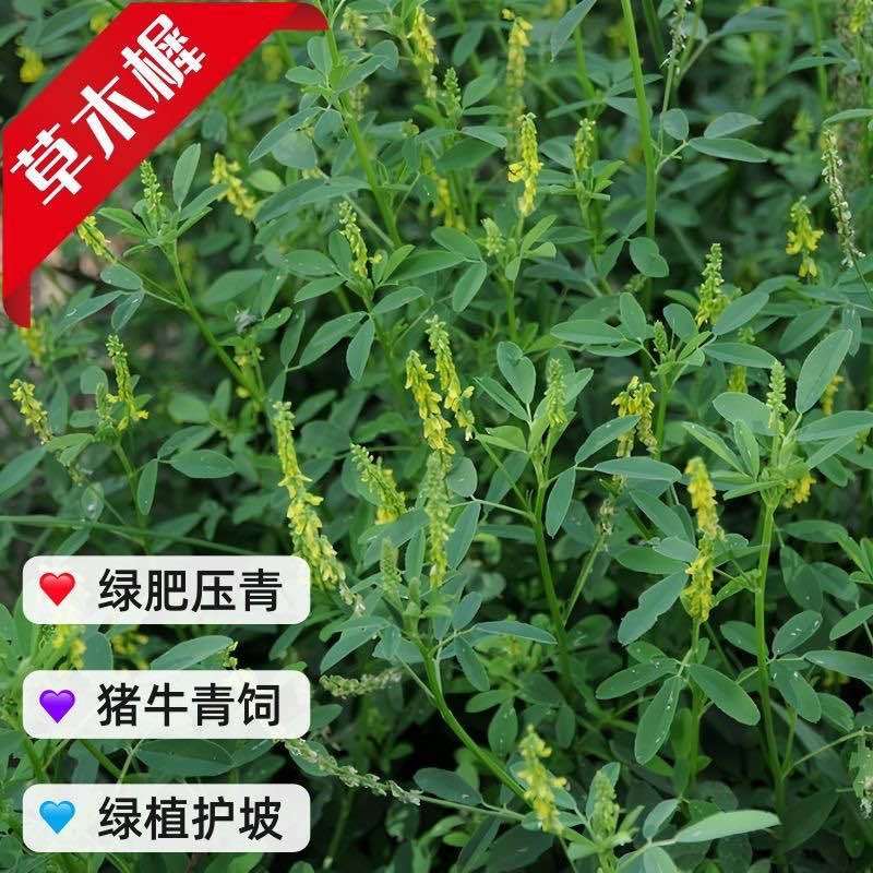 草木樨种子进口黄花犀籽绿肥牧草坪蜜源植物耐热寒营养高