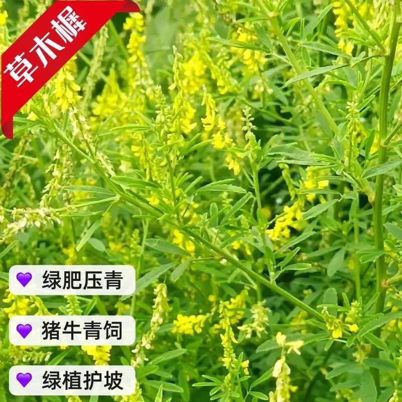 草木樨种子进口黄花犀籽绿肥牧草坪蜜源植物耐热寒营养高