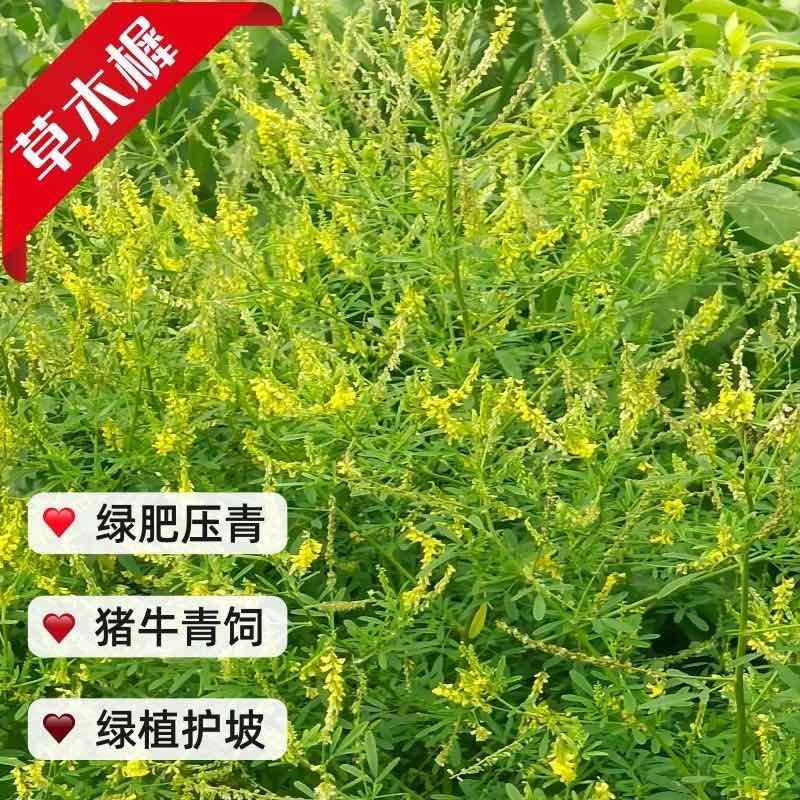 草木樨种子进口黄花犀籽绿肥牧草坪蜜源植物耐热寒营养高