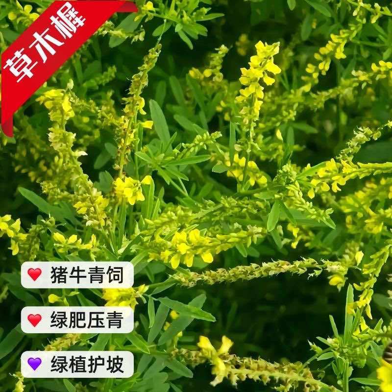 草木樨种子进口黄花犀籽绿肥牧草坪蜜源植物耐热寒营养高