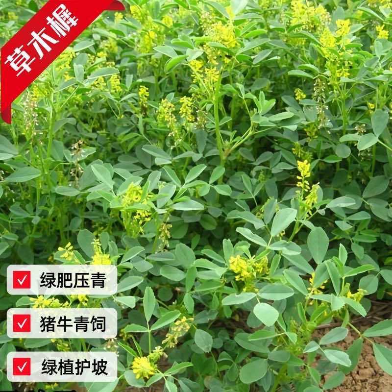 草木樨种子进口黄花犀籽绿肥牧草坪蜜源植物耐热寒营养高