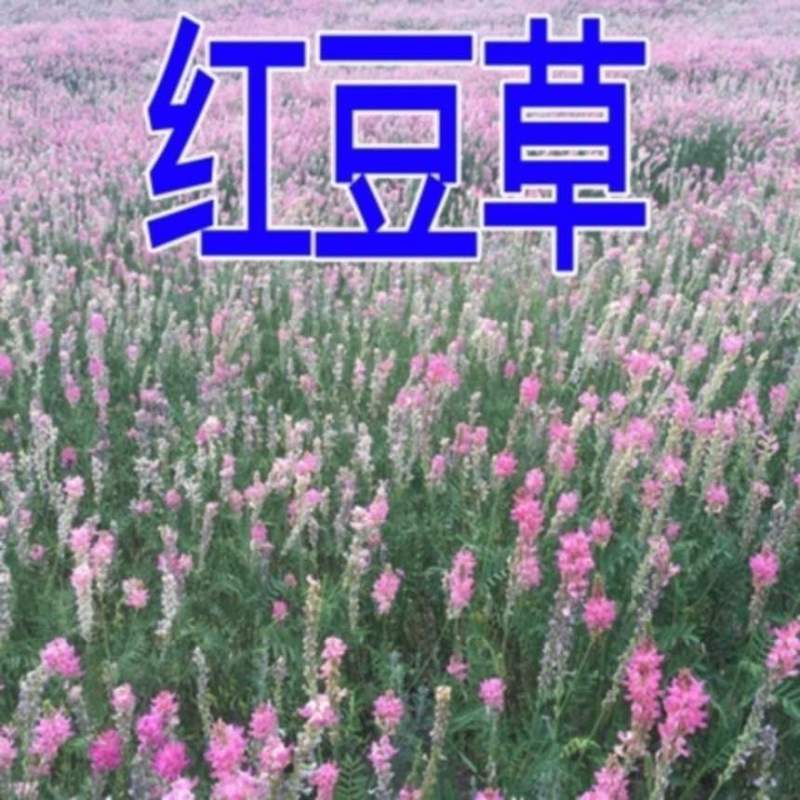 正宗红豆草种子绿肥种子饲草四季耐寒耐旱红豆草籽种家畜高产草籽