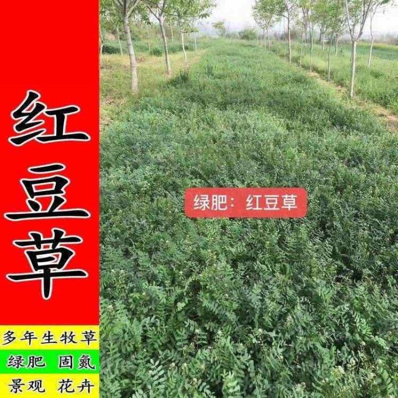 正宗红豆草种子绿肥种子饲草四季耐寒耐旱红豆草籽种家畜高产草籽