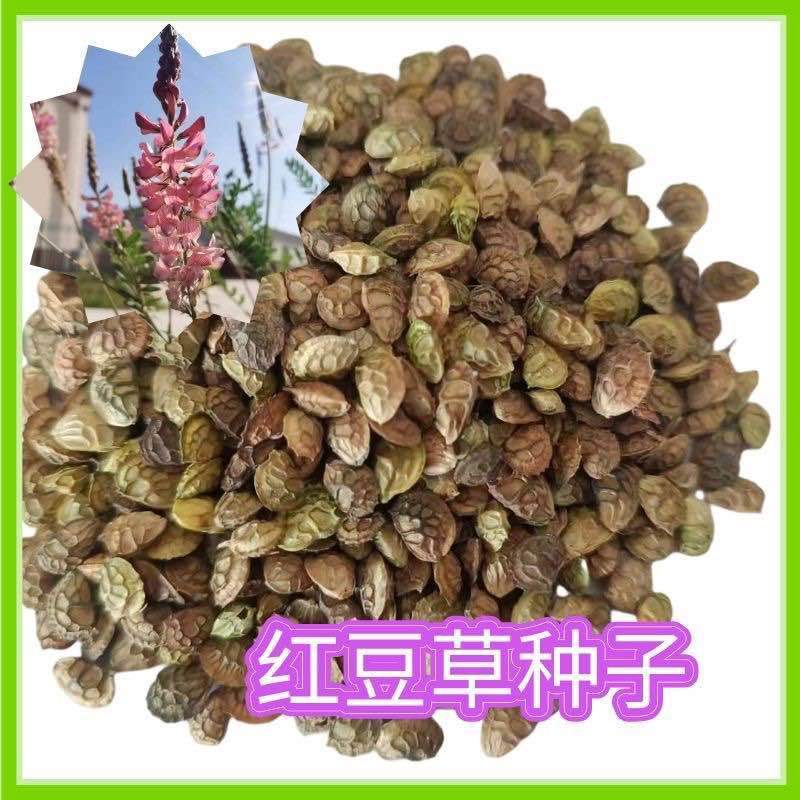 正宗红豆草种子绿肥种子饲草四季耐寒耐旱红豆草籽种家畜高产草籽