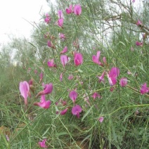 优质花棒种子花棒灌木种子细枝岩黄芪牛羊饲料牧草种子