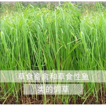 野茅种籽进口多年生鸭茅草种子耐寒耐热养殖牛羊鹅兔鱼鸡牧草种子