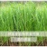 野茅种籽进口多年生鸭茅草种子耐寒耐热养殖牛羊鹅兔鱼鸡牧草种子