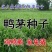野茅种籽进口多年生鸭茅草种子耐寒耐热养殖牛羊鹅兔鱼鸡牧草种子