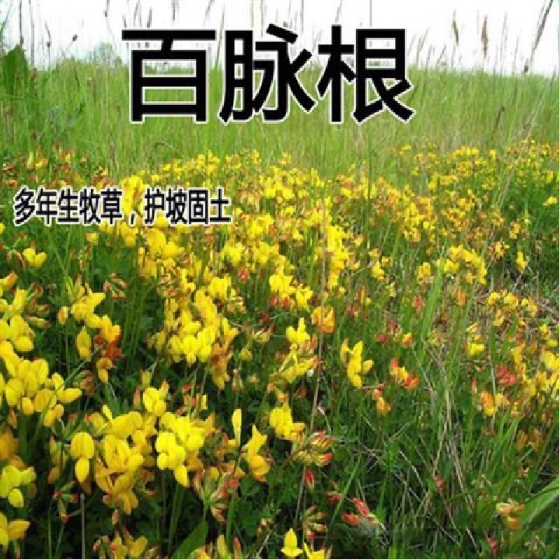 牧草百脉根.五叶草、牛角花草牧草高产量护坡固土
