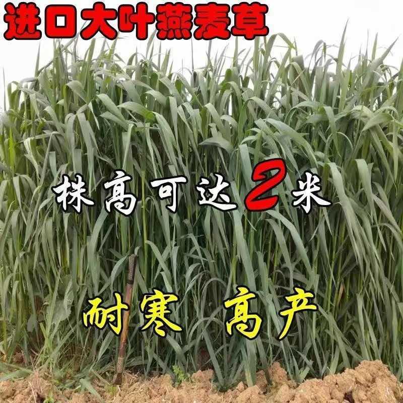 批发燕麦草种子进口大叶燕麦籽种批发四季养殖牛羊鱼食用牧草耐寒