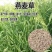 批发燕麦草种子进口大叶燕麦籽种批发四季养殖牛羊鱼食用牧草耐寒