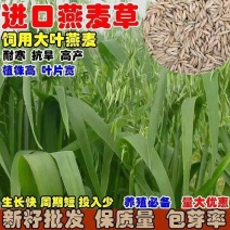批发燕麦草种子进口大叶燕麦籽种批发四季养殖牛羊鱼食用牧草耐寒