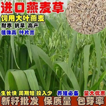 批发燕麦草种子进口大叶燕麦籽种批发四季养殖牛羊鱼食用牧草耐寒