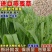 批发燕麦草种子进口大叶燕麦籽种批发四季养殖牛羊鱼食用牧草耐寒