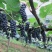 山葡萄泡酒山大量现货供应