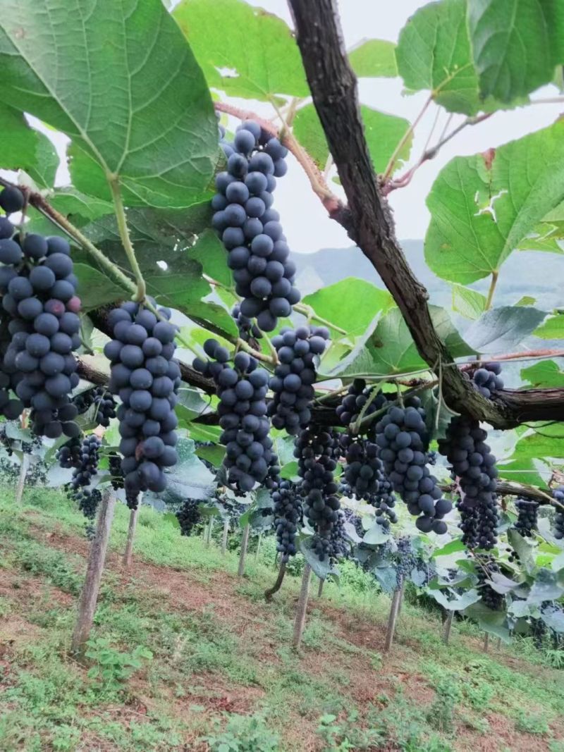 山葡萄泡酒山大量现货供应
