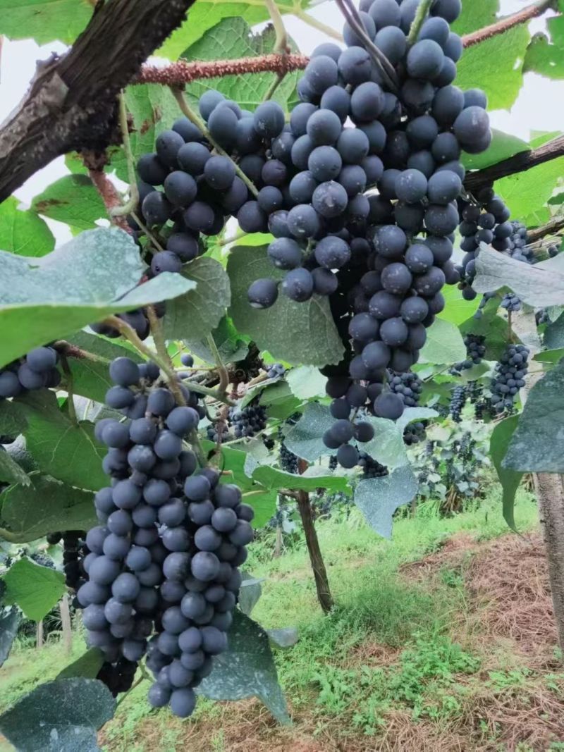 山葡萄泡酒山大量现货供应