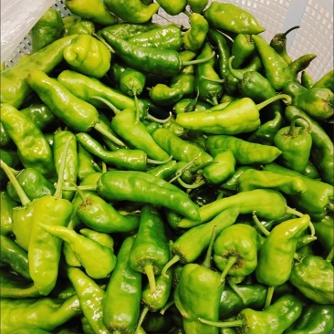 江西上饶余干辣椒