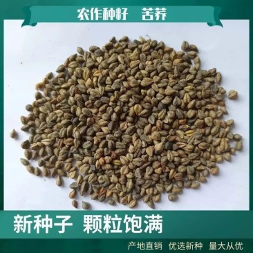 苦荞种子三角麦种子