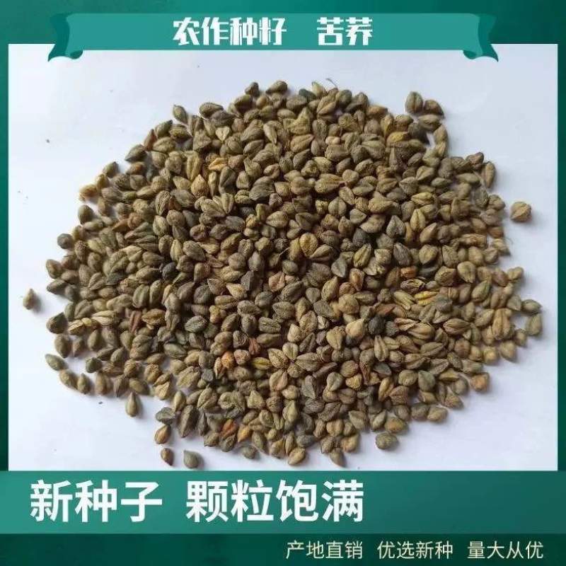 苦荞种子三角麦种子
