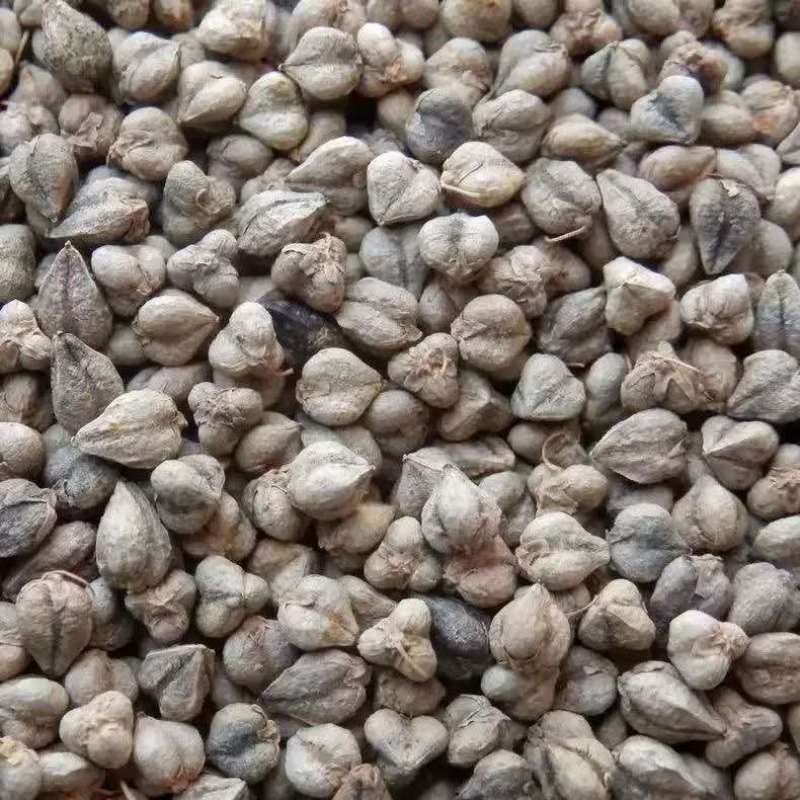 苦荞种子三角麦种子