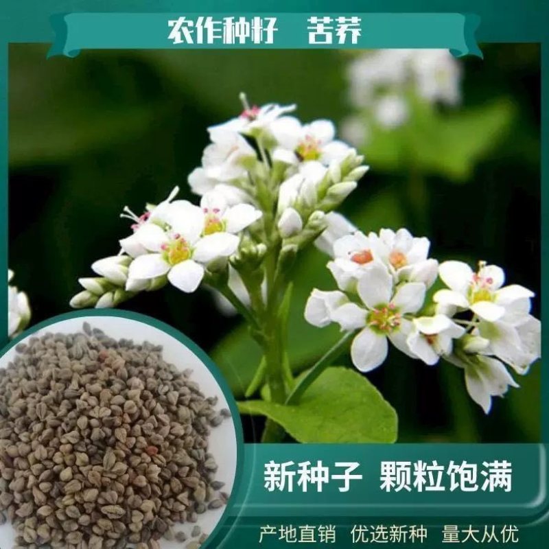 老芒麦种子披碱草耐盐碱多年生抗风固沙无芒雀麦畜牧养殖牧草种籽