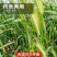 老芒麦种子披碱草耐盐碱多年生抗风固沙无芒雀麦畜牧养殖牧草种籽