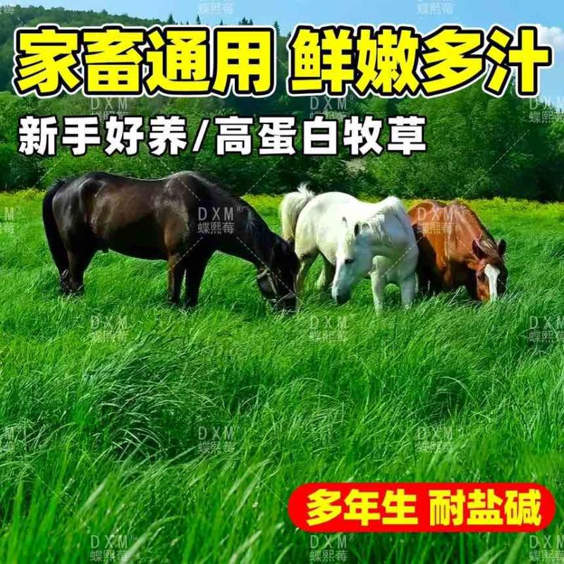 老芒麦种子披碱草耐盐碱多年生抗风固沙无芒雀麦畜牧养殖牧草种籽