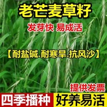 老芒麦种子披碱草耐盐碱多年生抗风固沙无芒雀麦畜牧养殖牧草种籽