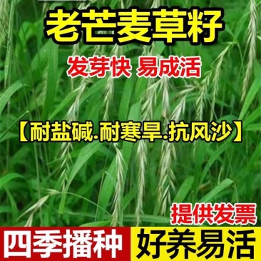 老芒麦种子披碱草耐盐碱多年生抗风固沙无芒雀麦畜牧养殖牧草种籽