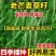 老芒麦种子披碱草耐盐碱多年生抗风固沙无芒雀麦畜牧养殖牧草种籽