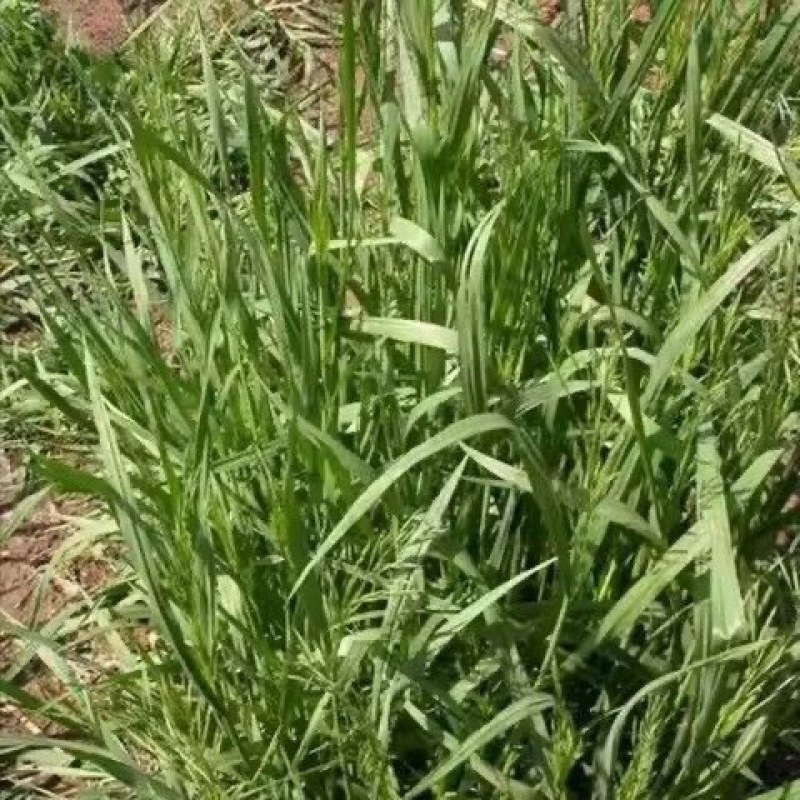 进口牧草种子无芒雀麦种子南北方草籽高产优质牧草耐低温