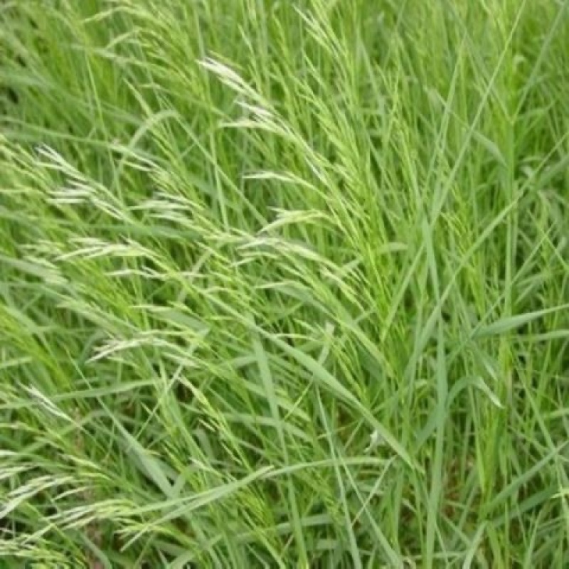 进口牧草种子无芒雀麦种子南北方草籽高产优质牧草耐低温
