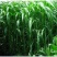 进口牧草种子大力士甜高粱种子饲用甜高粱草籽猪牛羊高产牧草种籽