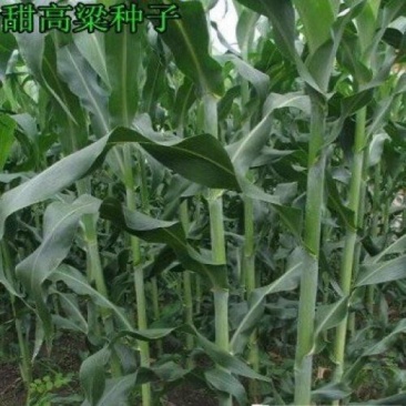 进口牧草种子大力士甜高粱种子饲用甜高粱草籽猪牛羊高产牧草种籽