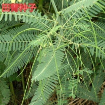 田箐果园土壤改善碱菁涝豆耐涝耐旱耐盐碱田青牧草绿肥种籽孑