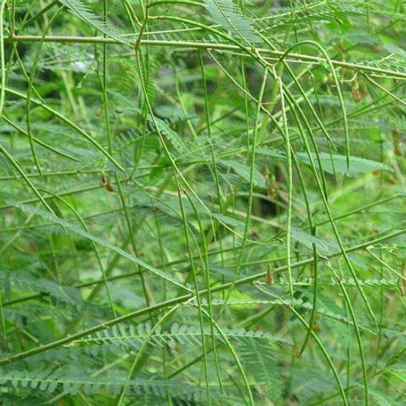 紫花苕种子四季野豌豆毛苕子园林绿肥果林绿肥草籽箭舌豌豆种子