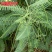 紫花苕种子四季野豌豆毛苕子园林绿肥果林绿肥草籽箭舌豌豆种子